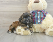 7 week old Shih Poo Puppy For Sale - Puppy Love PR