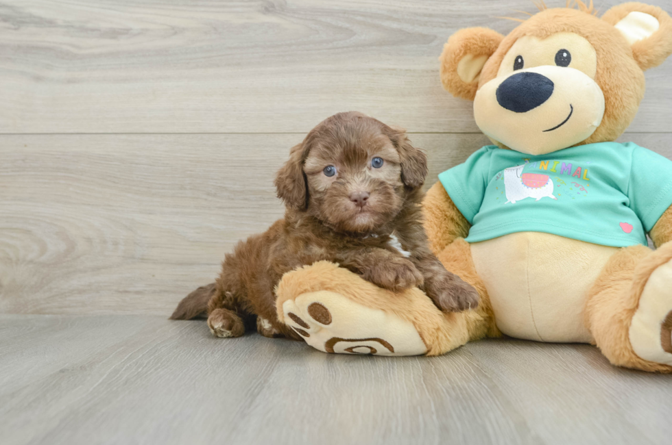 6 week old Shih Poo Puppy For Sale - Puppy Love PR