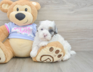 6 week old Shih Poo Puppy For Sale - Puppy Love PR