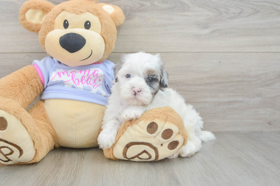 5 week old Shih Poo Puppy For Sale - Puppy Love PR