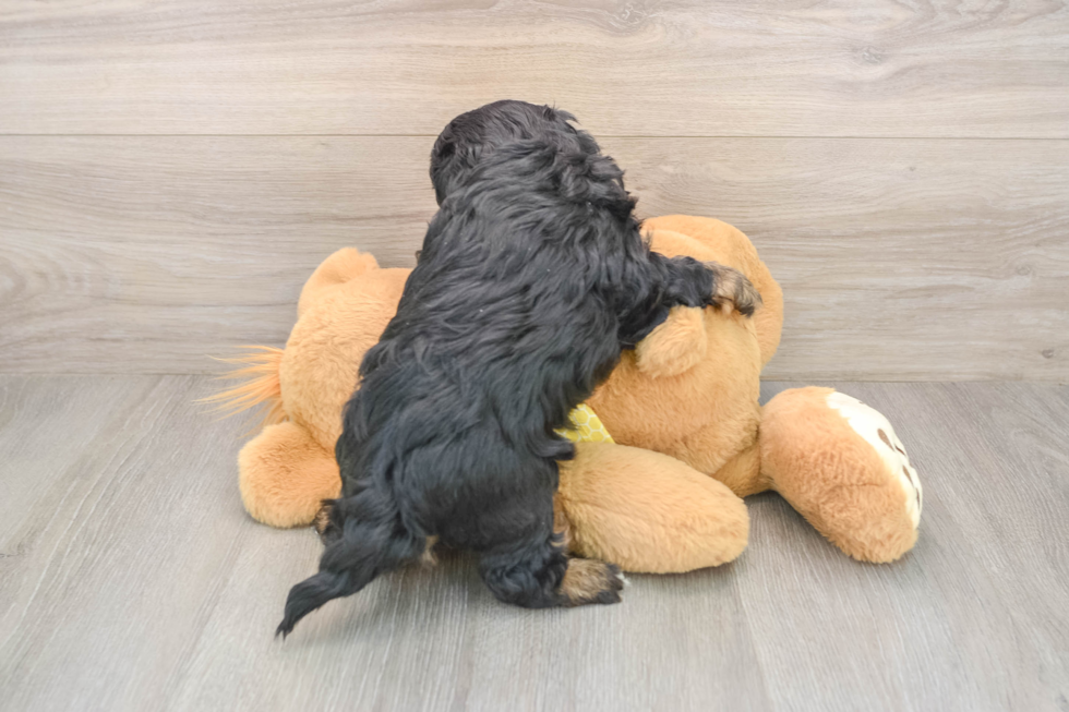 Fluffy Shih Poo Poodle Mix Pup