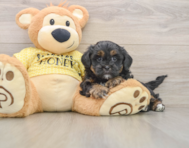 6 week old Shih Poo Puppy For Sale - Puppy Love PR