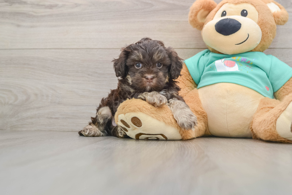 Popular Shih Poo Poodle Mix Pup