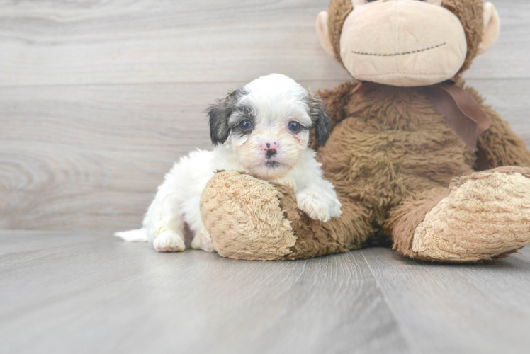 Best Shih Poo Baby