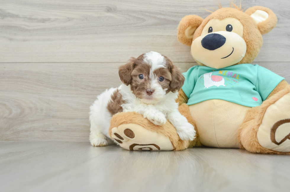 6 week old Shih Poo Puppy For Sale - Puppy Love PR