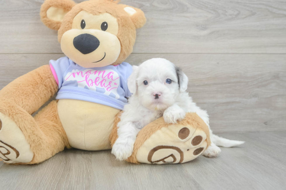 5 week old Shih Poo Puppy For Sale - Puppy Love PR