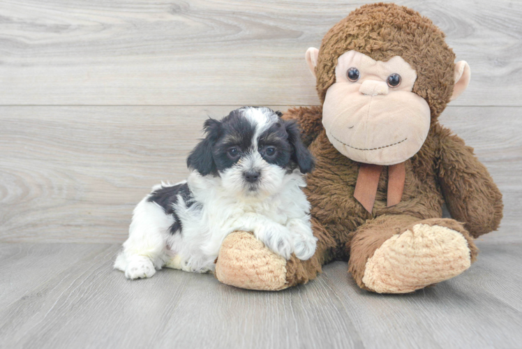 Meet Becky - our Shih Poo Puppy Photo 1/3 - Puppy Love PR Popular Shih Poo Poodle Mix Pup