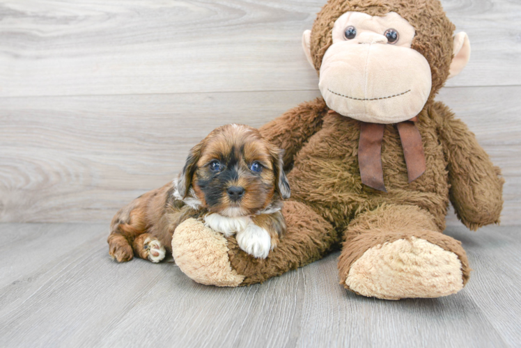 Cute Shih Poo Poodle Mix Puppy