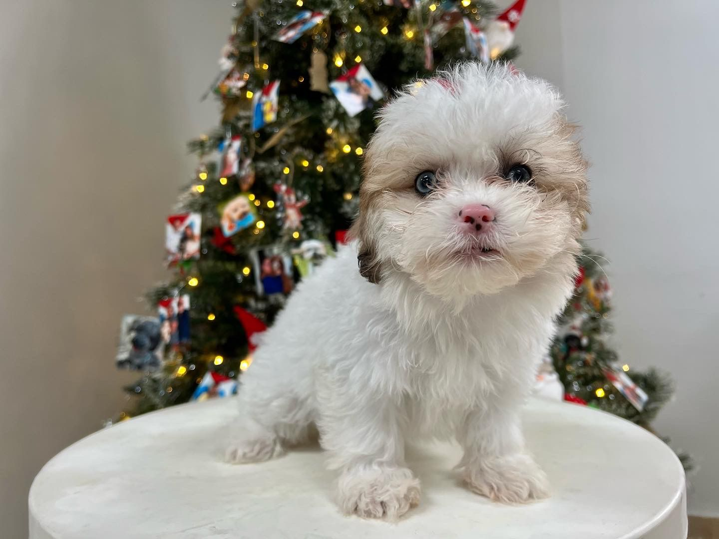 Shih Poo Pup Being Cute