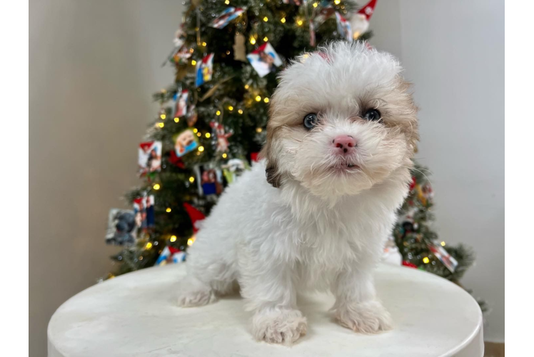 Shih Poo Pup Being Cute