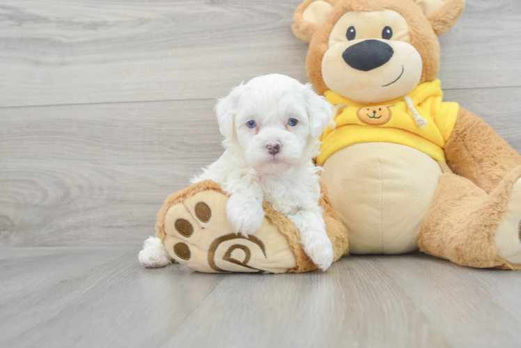 Meet Bianca - our Shih Poo Puppy Photo 1/3 - Puppy Love PR Energetic Shihpoo Poodle Mix Puppy