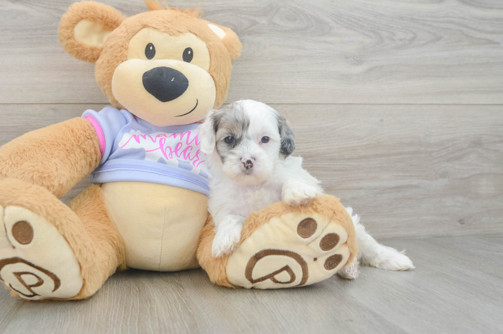 5 week old Shih Poo Puppy For Sale - Puppy Love PR