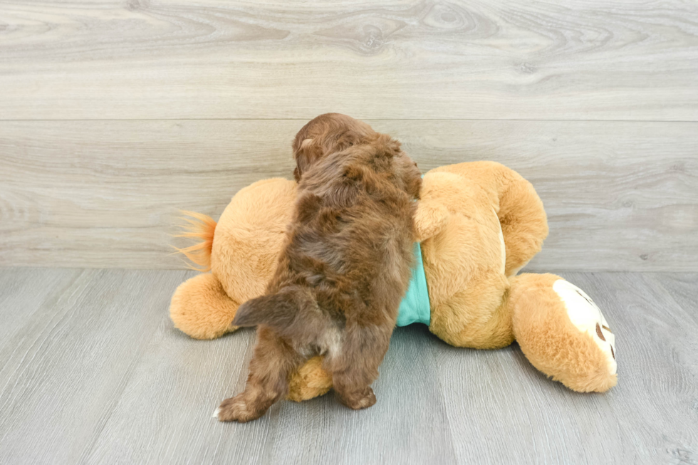 Popular Shih Poo Poodle Mix Pup