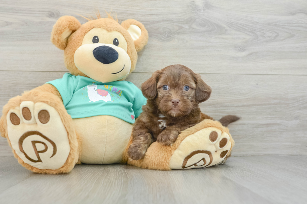 6 week old Shih Poo Puppy For Sale - Puppy Love PR