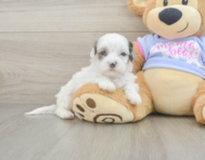 6 week old Shih Poo Puppy For Sale - Puppy Love PR
