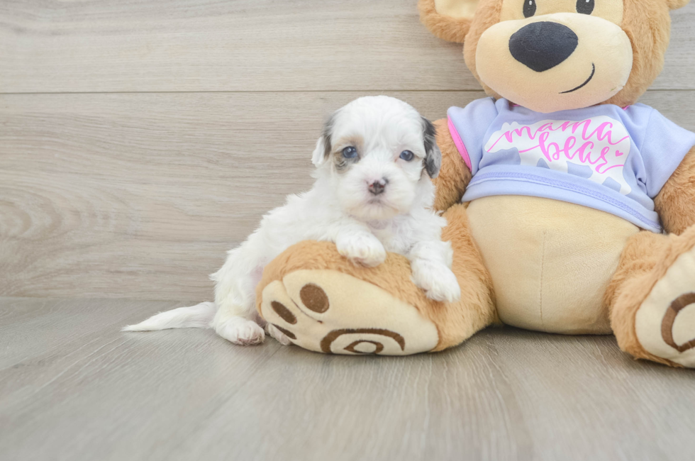 5 week old Shih Poo Puppy For Sale - Puppy Love PR