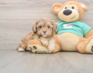 5 week old Shih Poo Puppy For Sale - Puppy Love PR