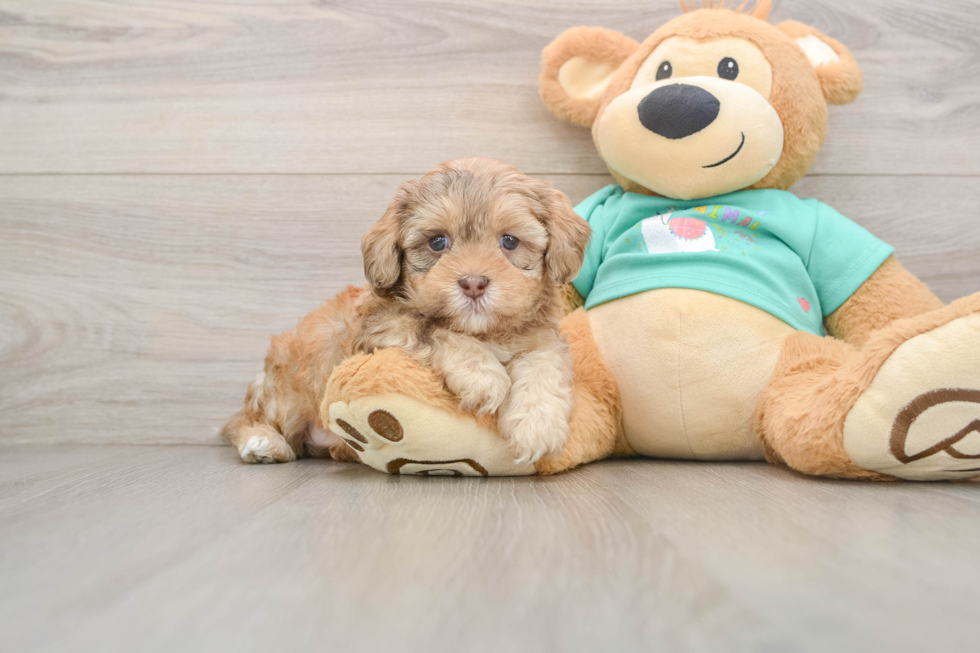 Shih Poo Pup Being Cute