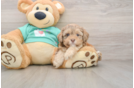 Popular Shih Poo Poodle Mix Pup