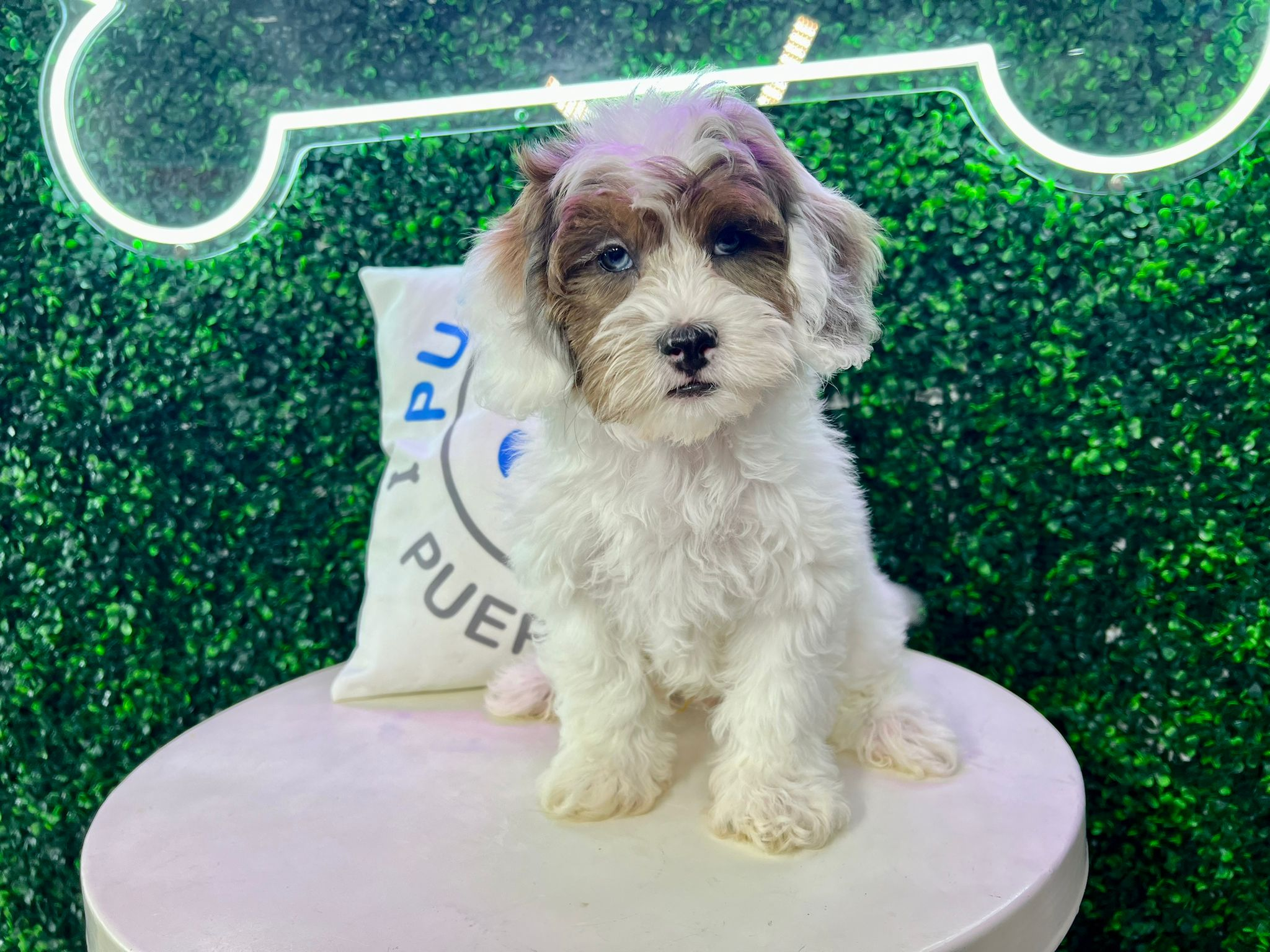 Shih Poo Puppy for Adoption