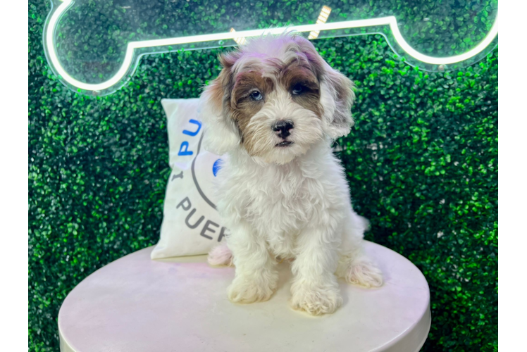 Meet Brutus - our Shih Poo Puppy Photo 1/4 - Puppy Love PR Shih Poo Puppy for Adoption