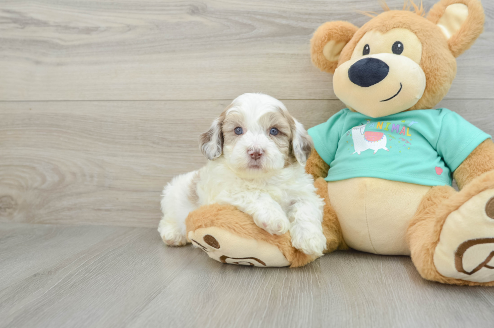 6 week old Shih Poo Puppy For Sale - Puppy Love PR