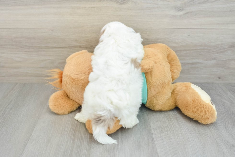 Fluffy Shih Poo Poodle Mix Pup