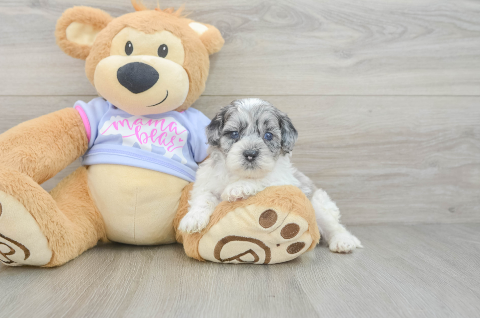 5 week old Shih Poo Puppy For Sale - Puppy Love PR