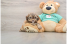 Shih Poo Puppy for Adoption