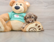 5 week old Shih Poo Puppy For Sale - Puppy Love PR