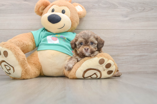Shih Poo Pup Being Cute