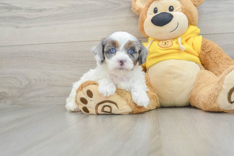 Shih Poo Puppy for Adoption