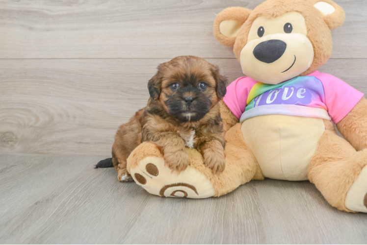 Best Shih Poo Baby