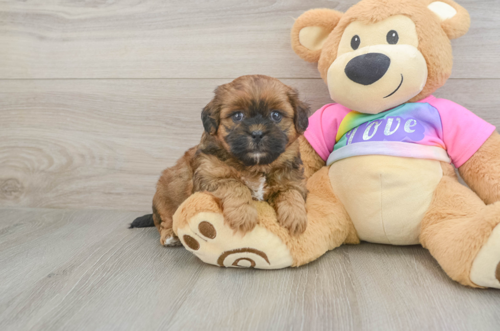 5 week old Shih Poo Puppy For Sale - Puppy Love PR