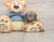 5 week old Shih Poo Puppy For Sale - Puppy Love PR