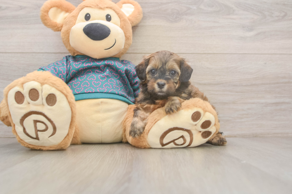 5 week old Shih Poo Puppy For Sale - Puppy Love PR