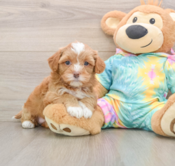 6 week old Shih Poo Puppy For Sale - Puppy Love PR