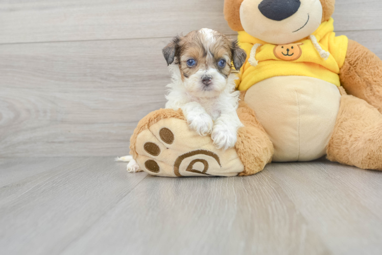 Meet Cassandra - our Shih Poo Puppy Photo 1/3 - Puppy Love PR Best Shih Poo Baby
