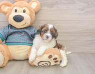 6 week old Shih Poo Puppy For Sale - Puppy Love PR