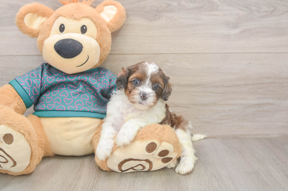 5 week old Shih Poo Puppy For Sale - Puppy Love PR