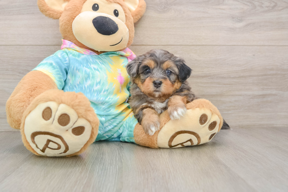 Hypoallergenic Shihpoo Poodle Mix Puppy