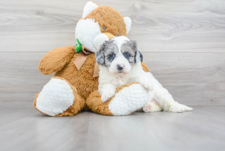 Cute Shih Poo Poodle Mix Pup