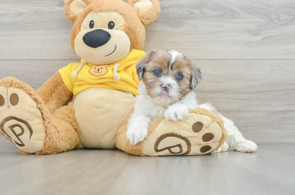 6 week old Shih Poo Puppy For Sale - Puppy Love PR