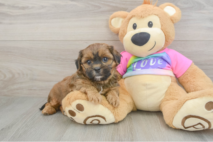 Shih Poo Pup Being Cute