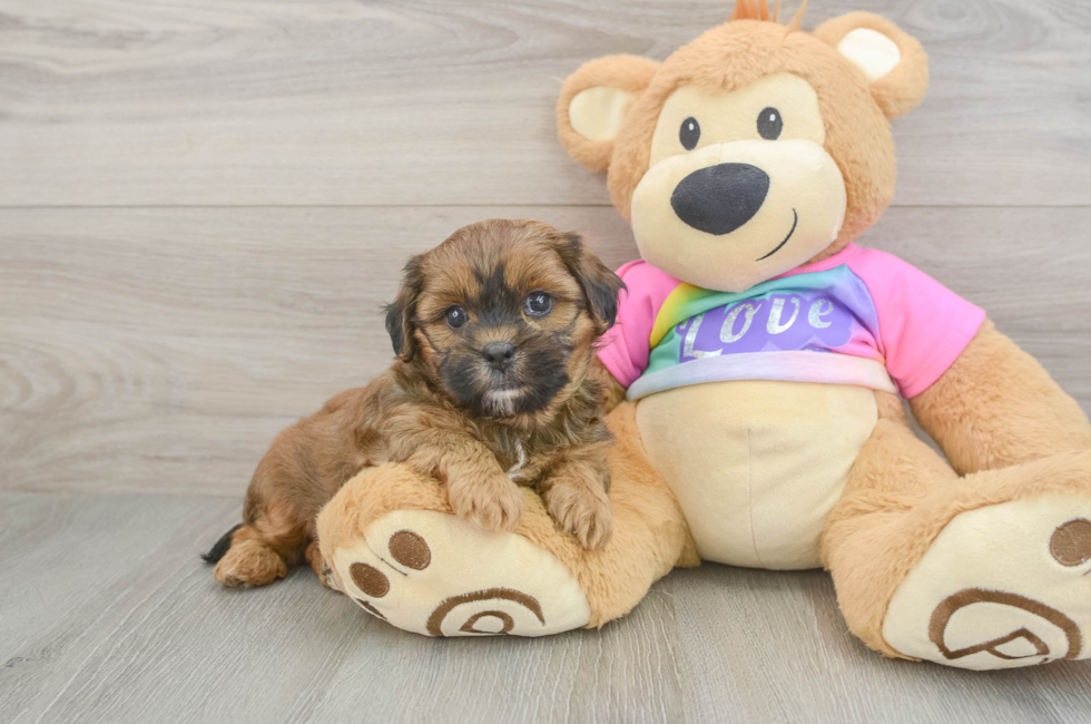 5 week old Shih Poo Puppy For Sale - Puppy Love PR