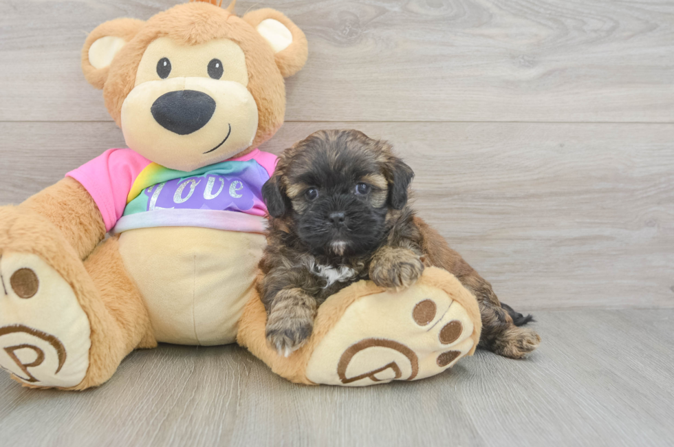 5 week old Shih Poo Puppy For Sale - Puppy Love PR