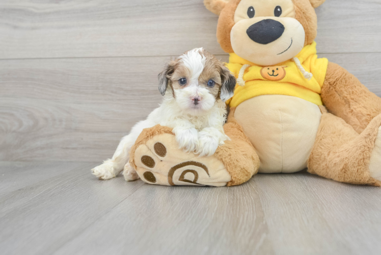 Meet Chip - our Shih Poo Puppy Photo 1/3 - Puppy Love PR Best Shih Poo Baby