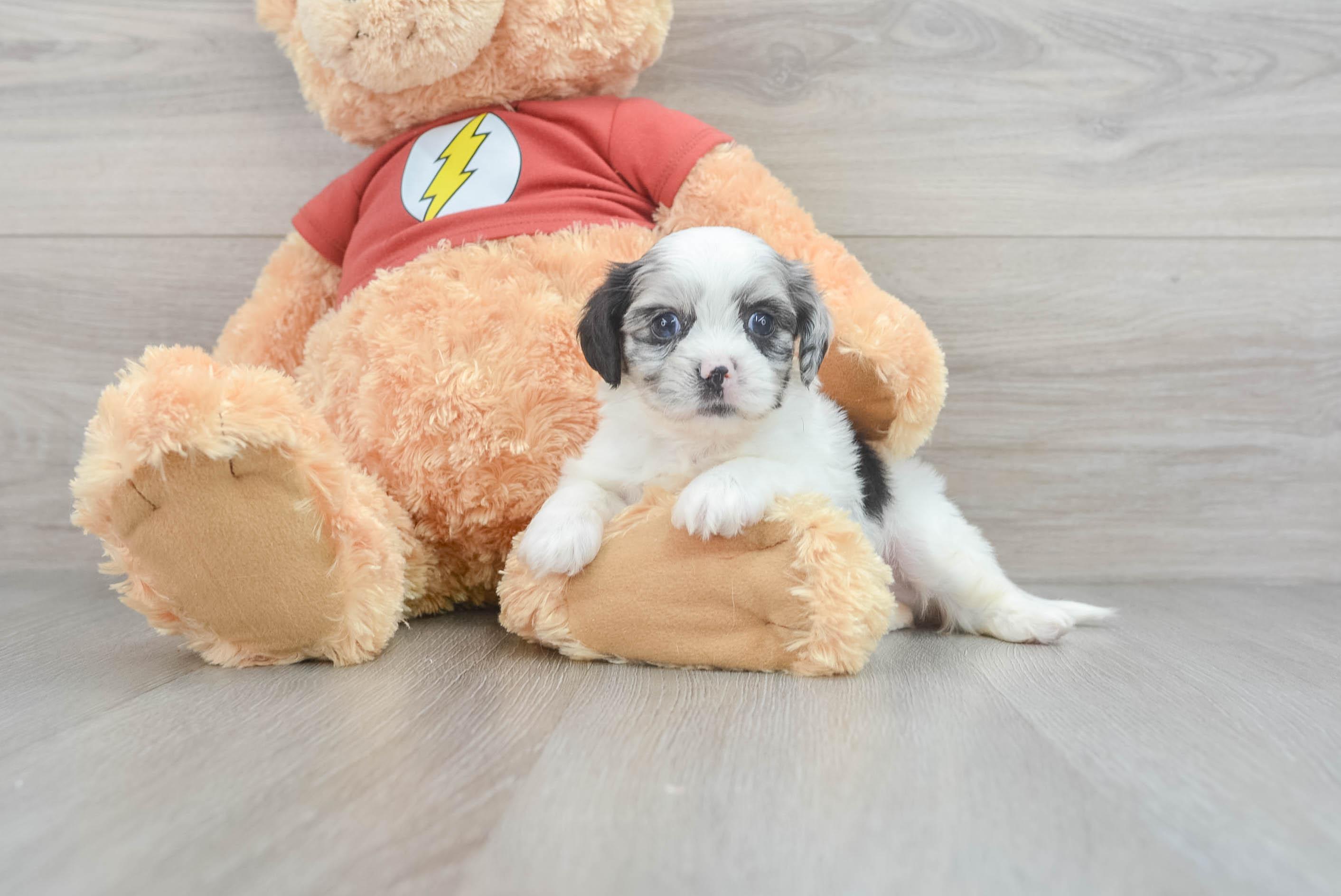 Sweet Shih Poo Baby