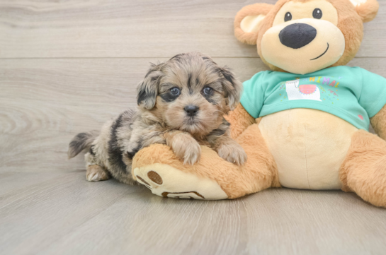 Shih Poo Puppy for Adoption