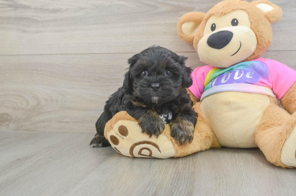 5 week old Shih Poo Puppy For Sale - Puppy Love PR